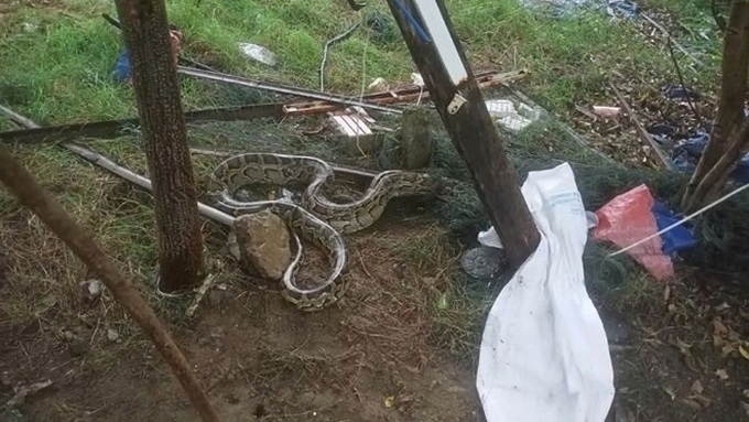 Three-metre python found wandering in residential area in Danang - 1 Three-metre python found wandering in residential area in Danang - 1