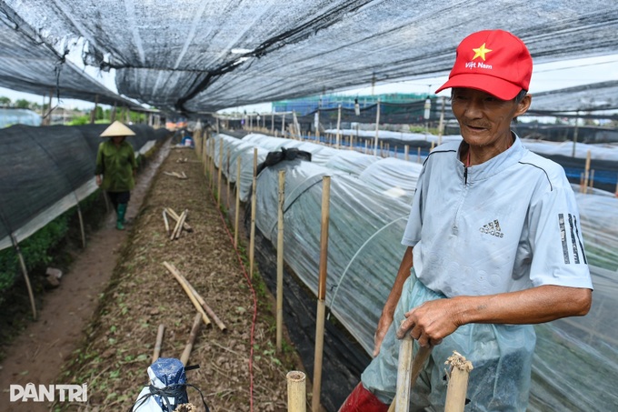 Hanoi’s largest flower village devastated by prolonged flooding - 7 Hanoi’s largest flower village devastated by prolonged flooding - 7