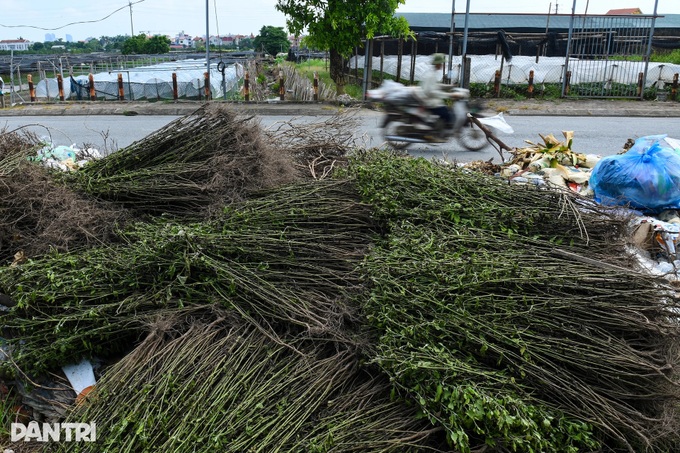 Hanoi’s largest flower village devastated by prolonged flooding - 4 Hanoi’s largest flower village devastated by prolonged flooding - 4