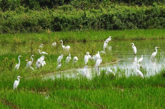 Hundreds of bird traps dismantled in Quang Tri - 2 Hundreds of bird traps dismantled in Quang Tri - 2