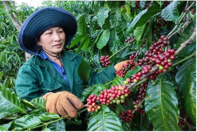 Vietnam’s coffee exports hit record high of USD 8.4 billion - 1