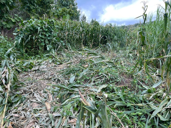Wild elephants spotted in Lam Dong, bear attacks man in Danang - 2 Wild elephants spotted in Lam Dong, bear attacks man in Danang - 2