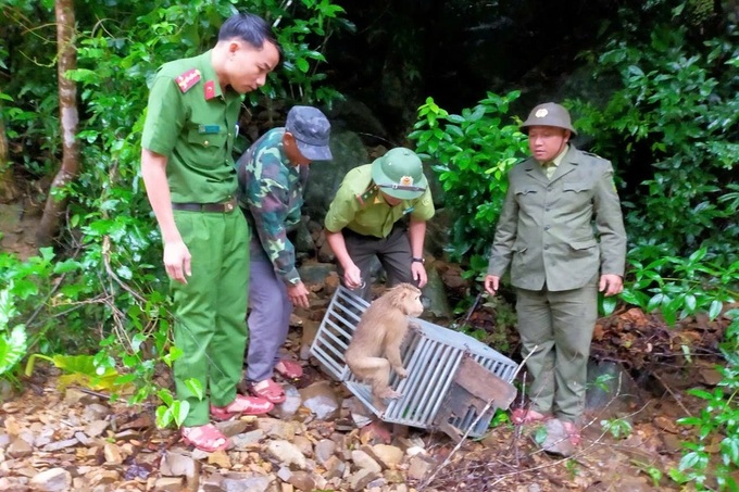 Two rare monkeys found in Quang Tri released into the wild - 1 Two rare monkeys found in Quang Tri released into the wild - 1