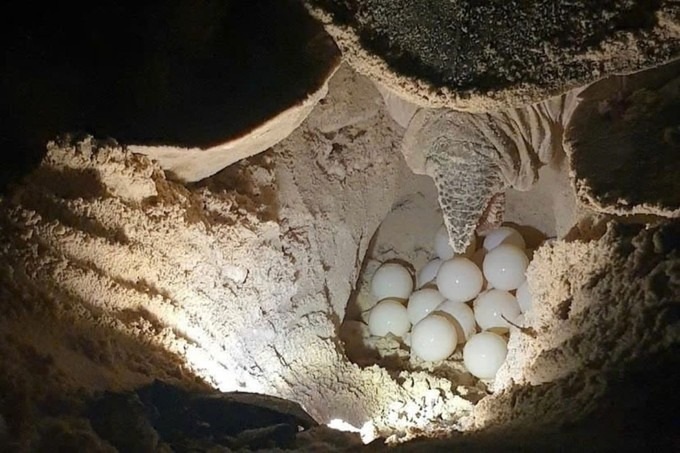 Con Dao National Park releases 120,000 baby sea turtles into the ocean - 1 Con Dao National Park releases 120,000 baby sea turtles into the ocean - 1
