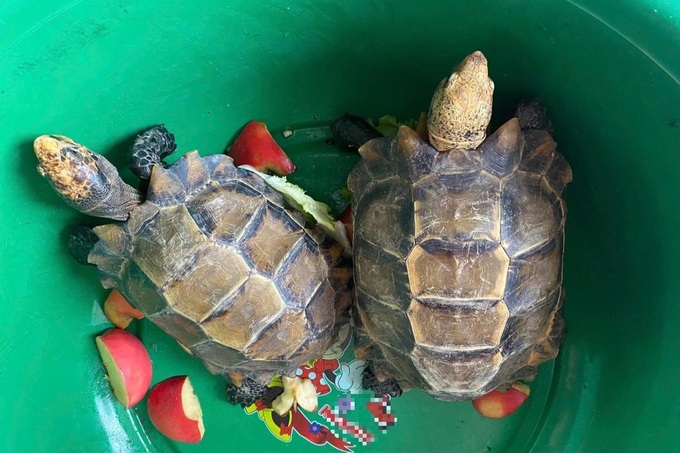 Two rare tortoises discovered at temple in Ha Tinh - 1 Two rare tortoises discovered at temple in Ha Tinh - 1