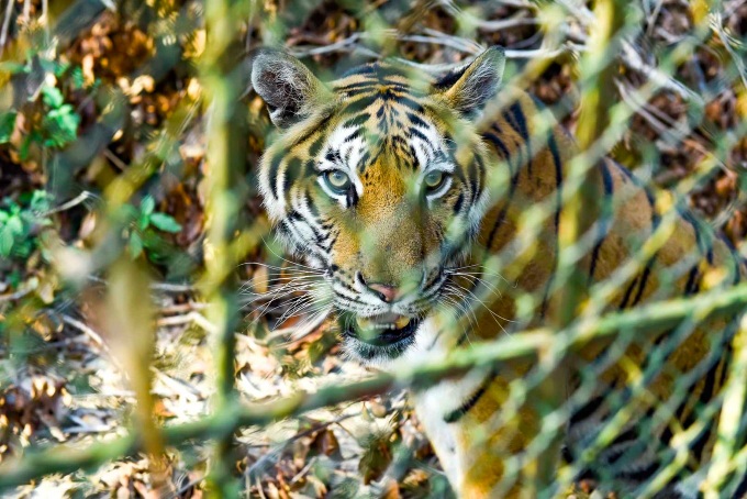 Proposal to transfer nine Thanh Hoa tigers to Hanoi Zoo - 2 Proposal to transfer nine Thanh Hoa tigers to Hanoi Zoo - 2