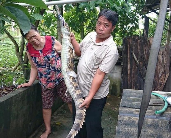Escaped crocodile injures man in Tay Ninh - 1 Escaped crocodile injures man in Tay Ninh - 1