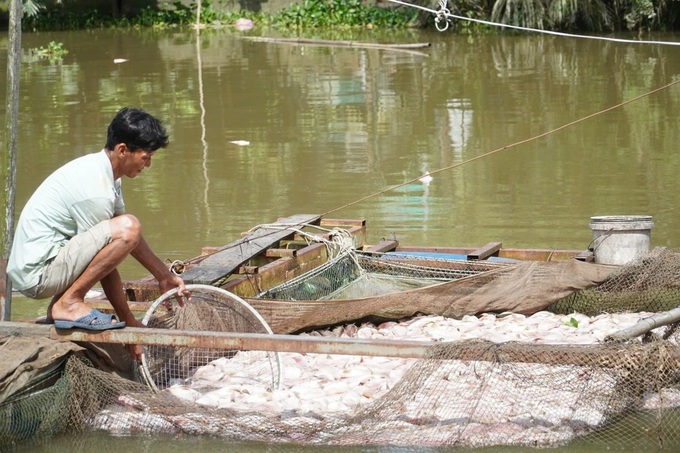 Hundreds of tonnes of fish die in Can Tho canals - 1