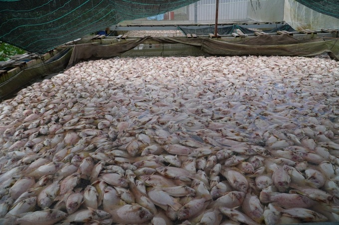 Hundreds of tonnes of fish die in Can Tho canals - 2