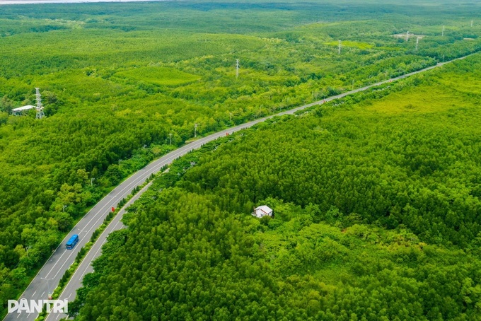 HCM City to build Can Gio mangrove forest park by 2030 - 1