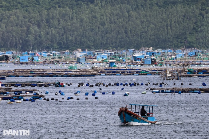 Dak Lak fishermen rush to harvest lobsters ahead of Typhoon Kalmaegi - 1 Dak Lak fishermen rush to harvest lobsters ahead of Typhoon Kalmaegi - 1