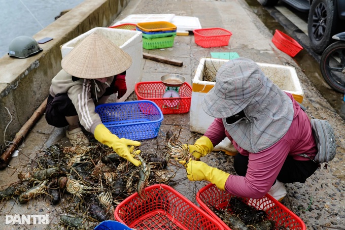 Dak Lak fishermen rush to harvest lobsters ahead of Typhoon Kalmaegi - 2 Dak Lak fishermen rush to harvest lobsters ahead of Typhoon Kalmaegi - 2