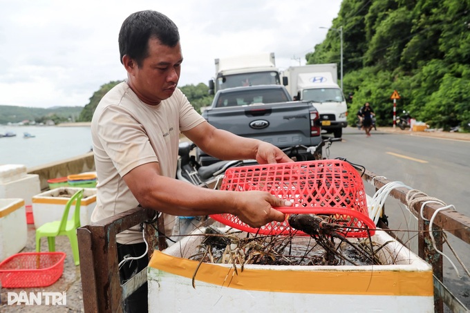 Dak Lak fishermen rush to harvest lobsters ahead of Typhoon Kalmaegi - 3 Dak Lak fishermen rush to harvest lobsters ahead of Typhoon Kalmaegi - 3