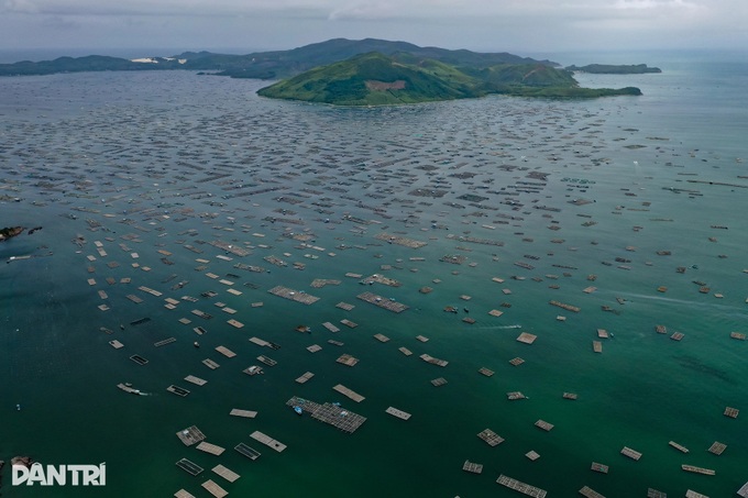 Dak Lak fishermen rush to harvest lobsters ahead of Typhoon Kalmaegi - 5 Dak Lak fishermen rush to harvest lobsters ahead of Typhoon Kalmaegi - 5