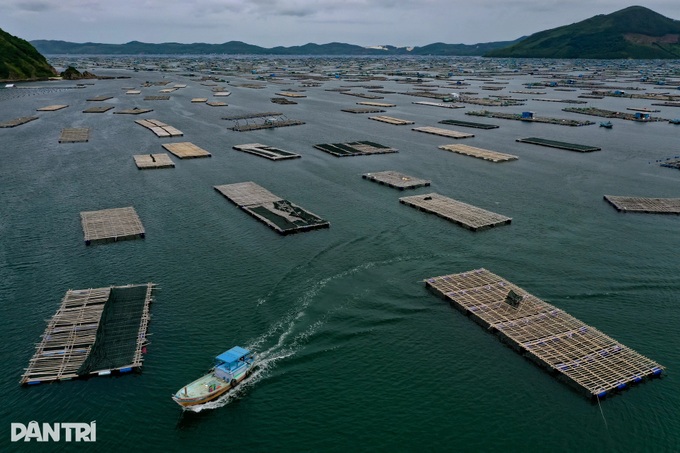 Dak Lak fishermen rush to harvest lobsters ahead of Typhoon Kalmaegi - 7 Dak Lak fishermen rush to harvest lobsters ahead of Typhoon Kalmaegi - 7