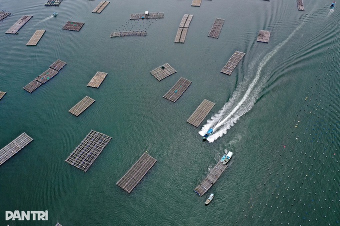 Dak Lak fishermen rush to harvest lobsters ahead of Typhoon Kalmaegi - 6 Dak Lak fishermen rush to harvest lobsters ahead of Typhoon Kalmaegi - 6