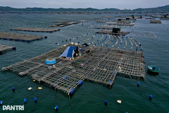 Dak Lak fishermen rush to harvest lobsters ahead of Typhoon Kalmaegi - 4 Dak Lak fishermen rush to harvest lobsters ahead of Typhoon Kalmaegi - 4