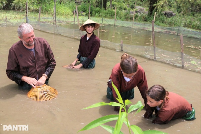 Foreign visitors ride buffaloes and plant rice in Ninh Binh - 5 Foreign visitors ride buffaloes and plant rice in Ninh Binh - 5