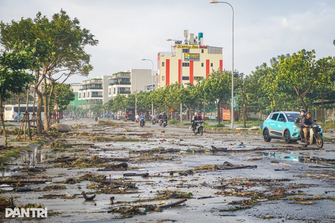 Trees toppled across Danang beaches and streets after Typhoon Kalmaegi - 2 Trees toppled across Danang beaches and streets after Typhoon Kalmaegi - 2