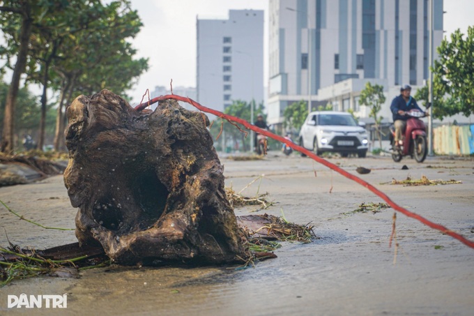 Trees toppled across Danang beaches and streets after Typhoon Kalmaegi - 3 Trees toppled across Danang beaches and streets after Typhoon Kalmaegi - 3