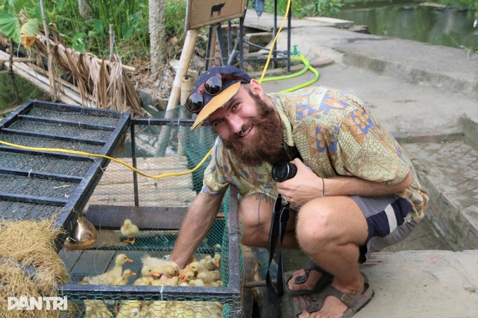 Foreign visitors ride buffaloes and plant rice in Ninh Binh - 10 Foreign visitors ride buffaloes and plant rice in Ninh Binh - 10