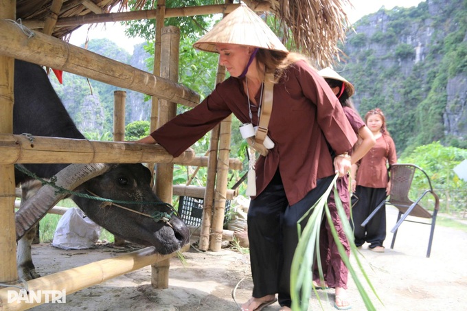 Foreign visitors ride buffaloes and plant rice in Ninh Binh - 7 Foreign visitors ride buffaloes and plant rice in Ninh Binh - 7