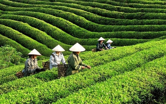Vietnam’s tea exports hit nearly 12,000 tonnes in October - 1