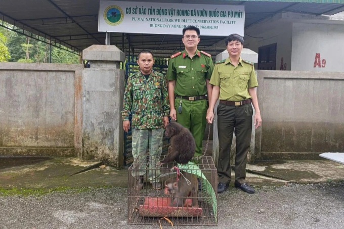 Rare monkeys stray into Nghe An family gardens - 2 Rare monkeys stray into Nghe An family gardens - 2
