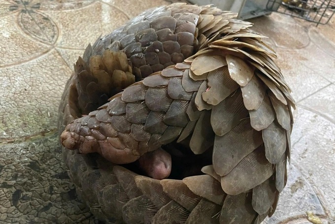 Rare pangolin and python handed over to Ha Tinh national park - 1 Rare pangolin and python handed over to Ha Tinh national park - 1