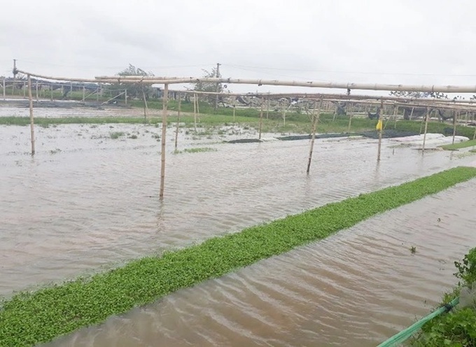 Vegetable prices soar across Vietnam amid supply squeeze - 2 Vegetable prices soar across Vietnam amid supply squeeze - 2