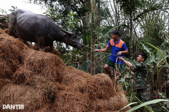 Buffalo rescued after six days stranded on roof in Dak Lak floods - 2 Buffalo rescued after six days stranded on roof in Dak Lak floods - 2