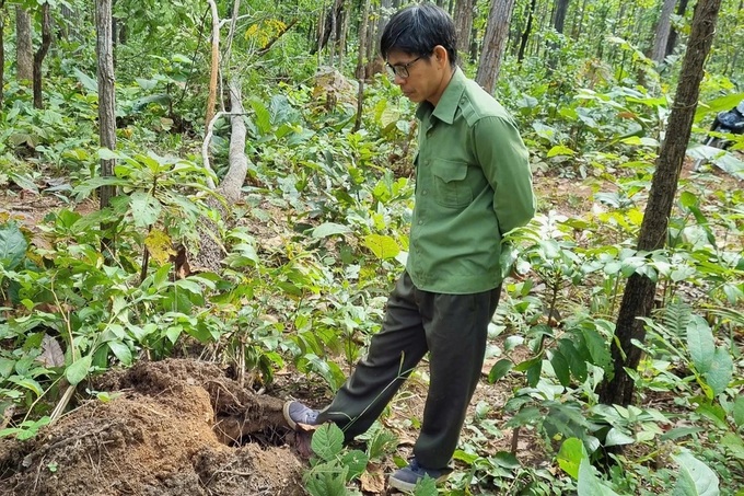 Two wild elephants injure captive elephant and destroy crops in Dak Lak - 1 Two wild elephants injure captive elephant and destroy crops in Dak Lak - 1