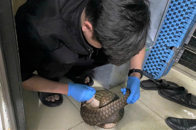 Cuc Phuong National Park receives 12 rescued Javan pangolins - 2