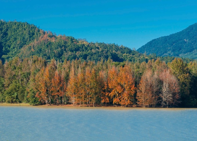 Central Vietnam’s sweetgum forests take on European-autumn hues - 5