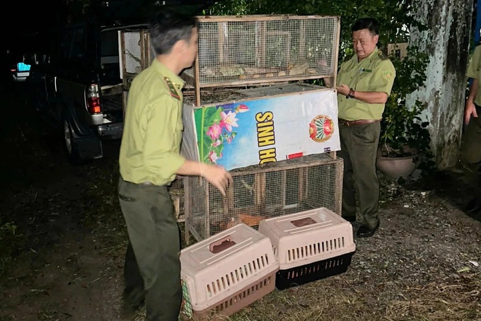 75 South American iguanas illegally kept in Ho Chi Minh City - 2