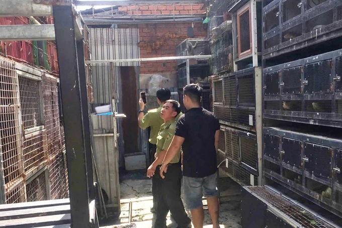 75 South American iguanas illegally kept in Ho Chi Minh City - 1