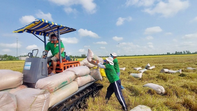 Rice exporters warn of sharp price falls as Philippines halts imports - 1