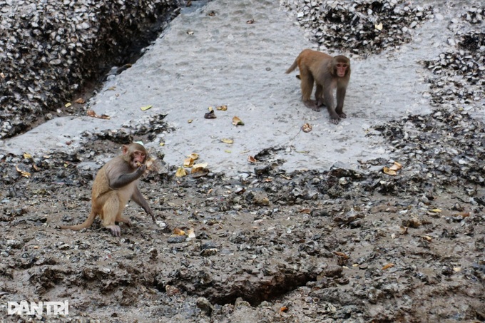 Kayaking through Luon Cave reveals tranquil side of Ha Long Bay - 8