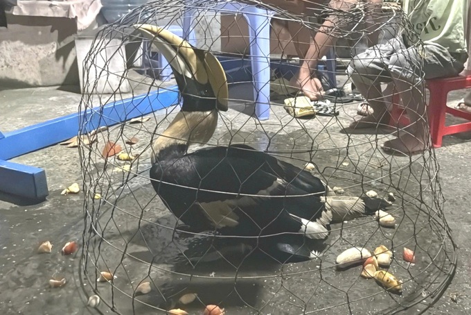 Rare hornbill lands in Ho Chi Minh City resident’s garden - 1