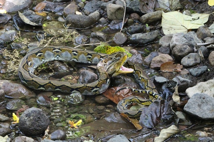 Rare Red Book python spotted on Danang street - 1