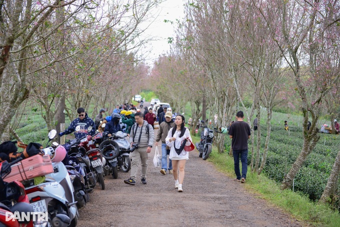 Cherry blossoms bloom in Dalat, drawing crowds of visitors - 7