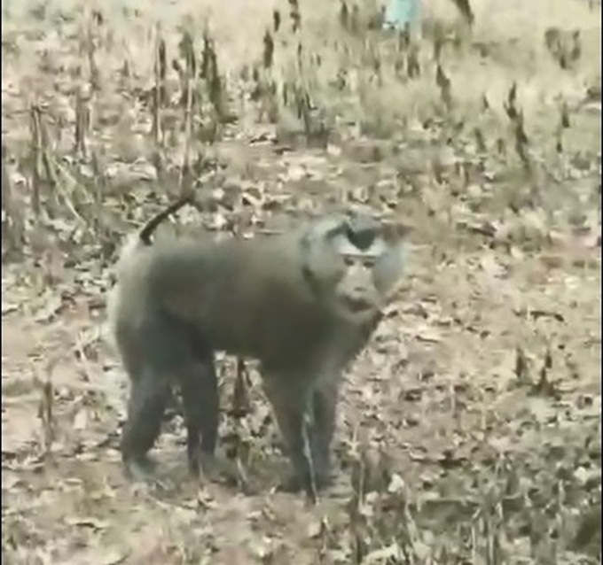 Wild monkey attacks residents in Son La, three injured - 1 Wild monkey attacks residents in Son La, three injured - 1
