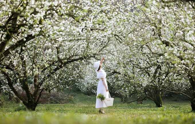 Plum blossoms blanket Moc Chau, drawing visitors - 1