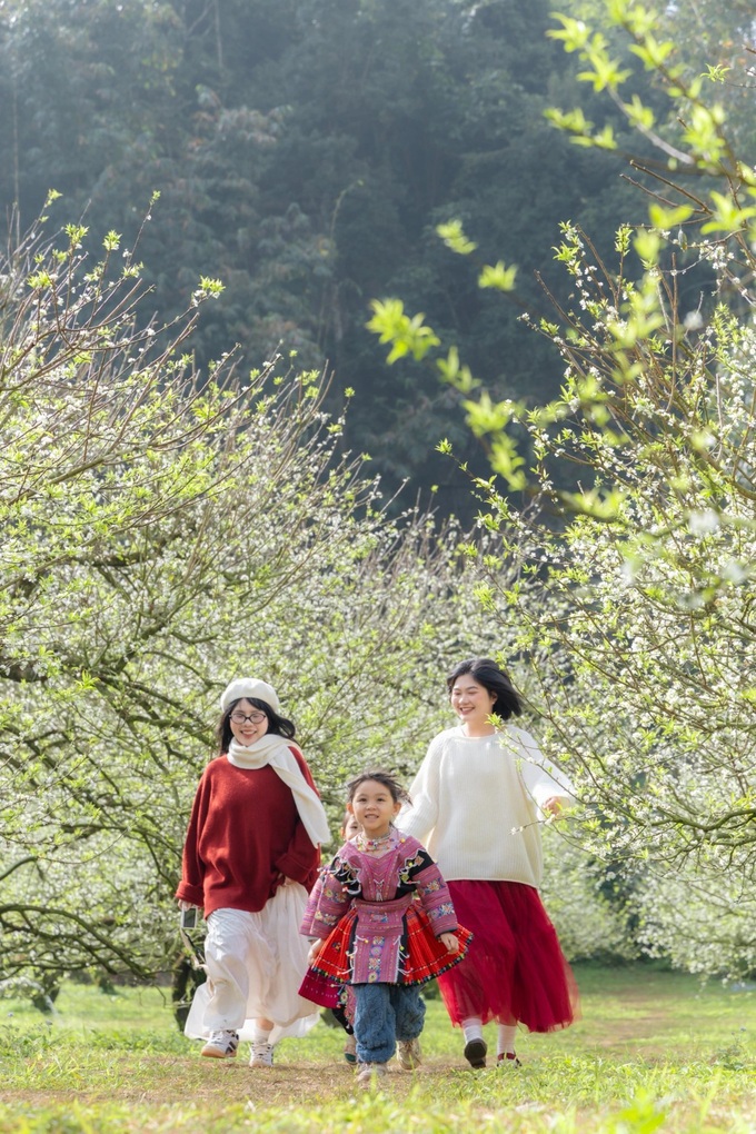 Plum blossoms blanket Moc Chau, drawing visitors - 4