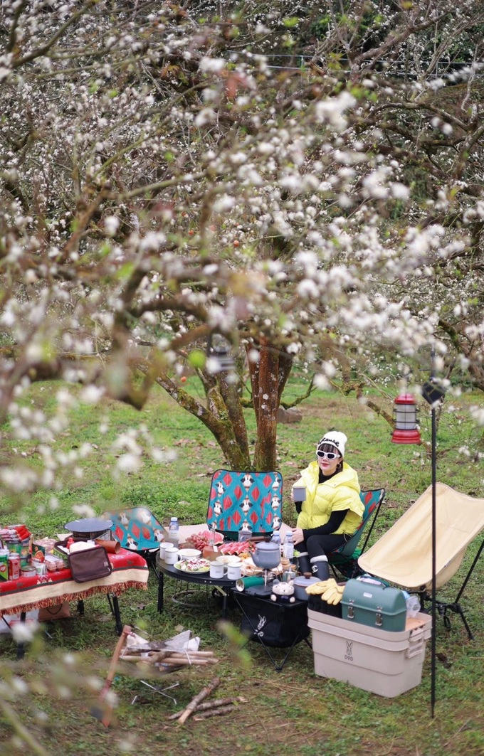 Plum blossoms blanket Moc Chau, drawing visitors - 6