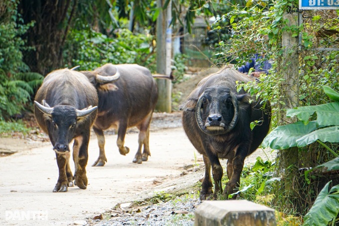 Rare buffalo with circular horns draws attention in Danang - 4