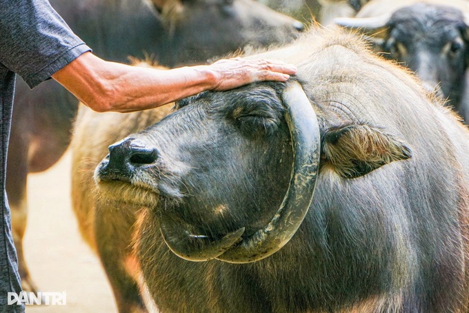 Rare buffalo with circular horns draws attention in Danang - 3