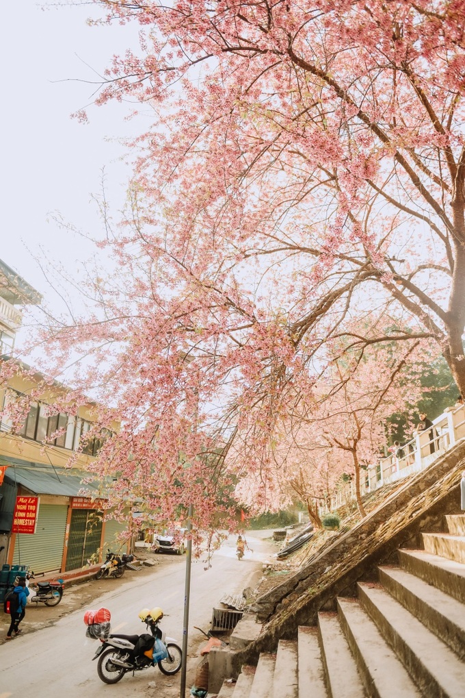 Cherry blossoms turn Ha Giang into a Japan-like winter escape - 7