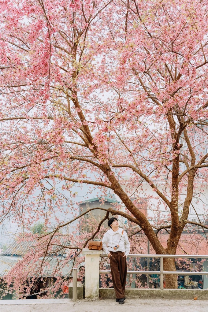Cherry blossoms turn Ha Giang into a Japan-like winter escape - 6