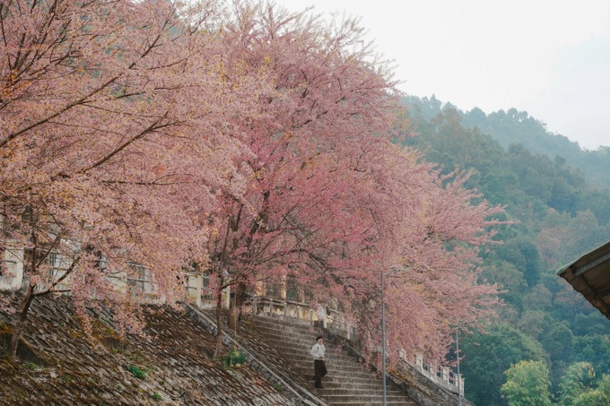 Cherry blossoms turn Ha Giang into a Japan-like winter escape - 5